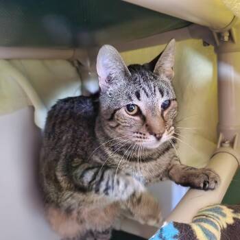 Domestic Short Hair Cats Available for Adoption in Salt Lake City, Utah - Bethel | PetCurious