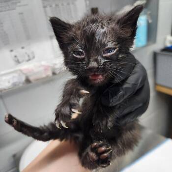 Domestic Short Hair Cats Available for Adoption in Summerville, South Carolina - Figaro | PetCurious