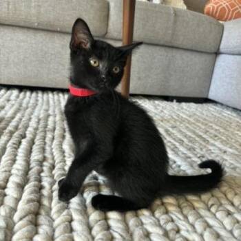 Jade -  Domestic Short Hair Cat for Adoption in Spokane, Washington - Jade | PetCurious