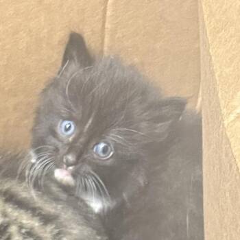 Domestic Short Hair Cats Available for Adoption in Philadelphia, Pennsylvania - Up | PetCurious