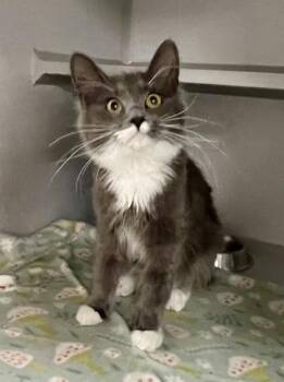 Juicy Drop Pop Gummy Mystery Cube -  Domestic Short Hair Cat for Adoption in Sacramento, California - Juicy Drop Pop Gummy Mystery Cube | PetCurious