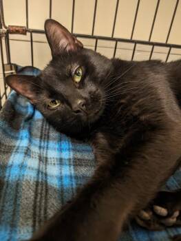 Connor -  Domestic Short Hair Cat for Adoption in Fall River, Massachusetts - Connor | PetCurious