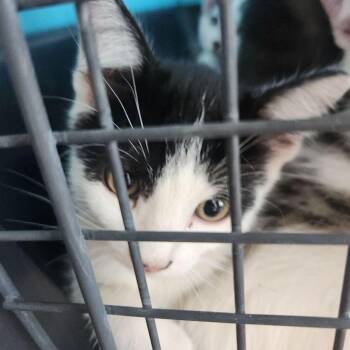 Smokey -  Domestic Short Hair Cat for Adoption in Kingman, Arizona - Smokey | PetCurious