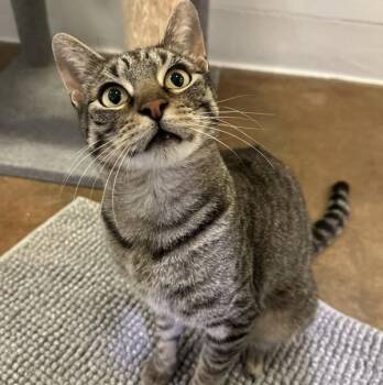 Sashay -  Domestic Short Hair Cat for Adoption in Walnut Creek, California - Sashay | PetCurious