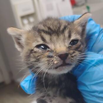 Domestic Short Hair Cats Available for Adoption in Summerville, South Carolina - Cay | PetCurious