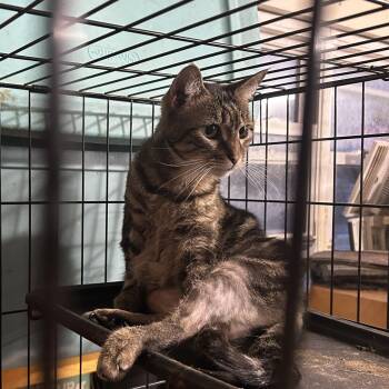 Lessah -  American Shorthair and Tabby Cat for Adoption in New Orleans, Louisiana - Lessah | PetCurious