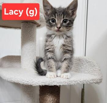 Lacy (In foster) -  Domestic Medium Hair Cat for Adoption in PORT WENTWRTH, Georgia - Lacy (In Foster) | PetCurious