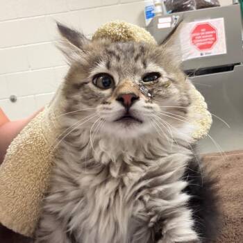 Snape -  Domestic Medium Hair Cat for Adoption in Reno, Nevada - Snape | PetCurious