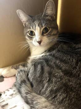 Spanky -  Tabby Cat for Adoption in Fort Myers, Florida - Spanky | PetCurious