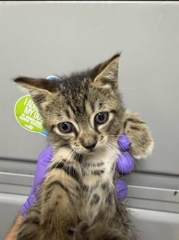 Domestic Short Hair Cats Available for Adoption in Doral, Florida - ORBIT | PetCurious