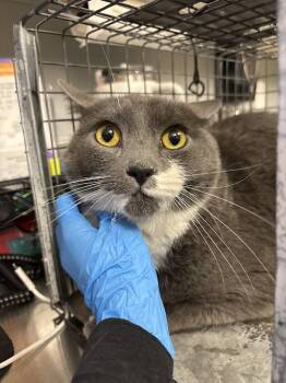 Domestic Short Hair Cats Available for Adoption in Las Vegas, Nevada - SHYLO | PetCurious