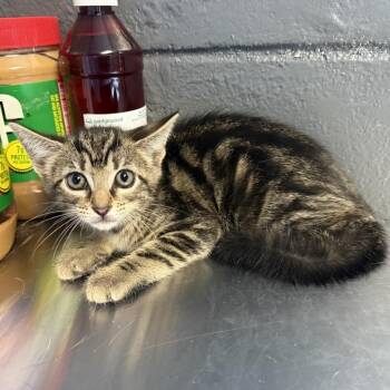 Oatmeal -  Domestic Short Hair Cat for Adoption in Tuscaloosa, Alabama - Oatmeal | PetCurious