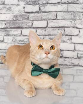 Domestic Short Hair and Tabby Cats Available for Adoption - Milo | PetCurious