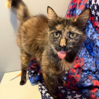 Litty -  Domestic Long Hair Cat for Adoption in Fredericksburg, Virginia - Litty | PetCurious