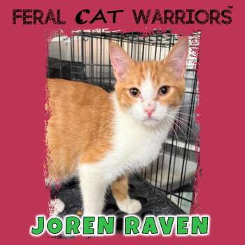Domestic Medium Hair Cats Available for Adoption in Kingman, Arizona - Joren Raven | PetCurious