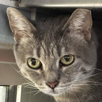Tammy -  Domestic Short Hair Cat for Adoption in Chicago, Illinois - Tammy | PetCurious