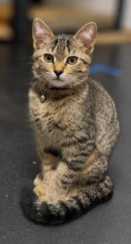 BenZee -  Domestic Short Hair and Bengal Cat for Adoption in Crown Point, Indiana - BenZee | PetCurious