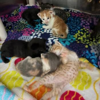Domestic Short Hair Cats Available for Adoption in Kyle, Texas - ABRACADABRA | PetCurious