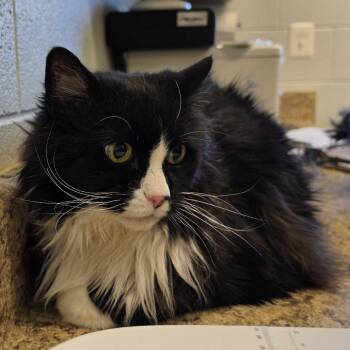 Domestic Long Hair Cats Available for Adoption in Marshall, Virginia - Spade | PetCurious