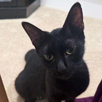 Meredith -  Domestic Short Hair Cat for Adoption in Fairfax Station, Virginia - Meredith | PetCurious