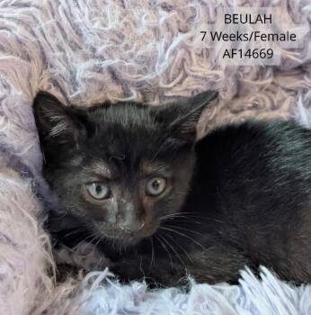 Beulah -  Domestic Short Hair Cat for Adoption - Beulah | PetCurious