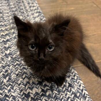 Eclair -  Domestic Long Hair Cat for Adoption in Fayetteville, Georgia - Eclair | PetCurious