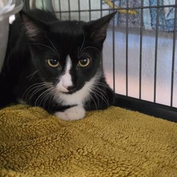 Boots -  Domestic Short Hair Cat for Adoption in Desert Hot Springs, California - Boots | PetCurious