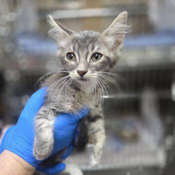 Panko -  Domestic Long Hair Cat for Adoption in Incline Village, Nevada - Panko | PetCurious