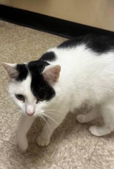 Domestic Short Hair Cats Available for Adoption in Herndon, Virginia - Patches-purring Sidekick! | PetCurious