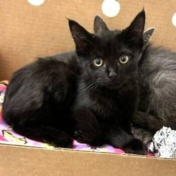 Jasmine -  Domestic Short Hair Cat for Adoption - Jasmine | PetCurious