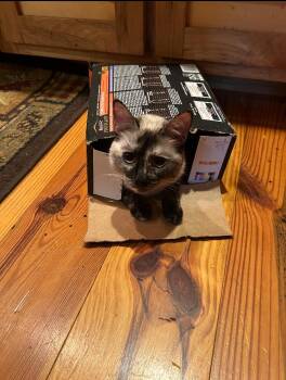 Rescue Siamese and Tortoiseshell Cats for Adoption in Blairsville, Georgia - SESAME | PetCurious