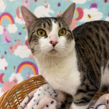 Mustang -  Domestic Short Hair Cat for Adoption in Riverwoods, Illinois - Mustang | PetCurious