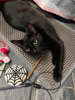 Shadow -  Domestic Short Hair Cat for Adoption in Chicago, Illinois - Shadow | PetCurious