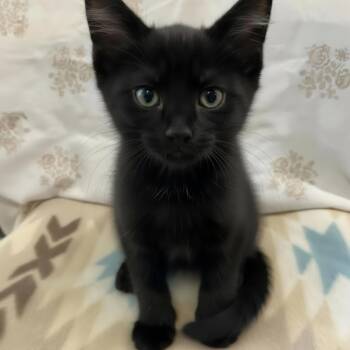 Nate -  Domestic Short Hair Cat for Adoption in Warr Acres, Oklahoma - Nate | PetCurious