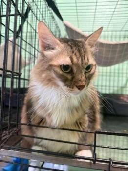 Domestic Long Hair Cats Available for Adoption - Cali | PetCurious