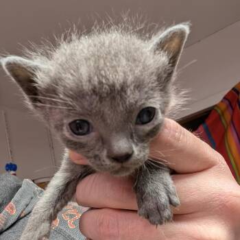 Domestic Short Hair Cats Available for Adoption in Leander, Texas - Pawn | PetCurious