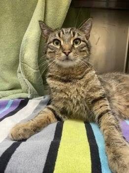 Steve Purrwin -  Domestic Short Hair Cat for Adoption in Westland, Michigan - Steve Purrwin | PetCurious