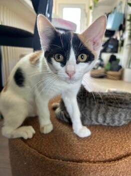 Opal -  Domestic Short Hair Cat for Adoption in Los Angeles, California - Opal | PetCurious