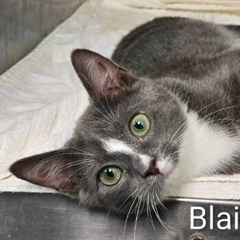 Blaine -  Domestic Short Hair Cat for Adoption in Rocky Mount, Virginia - Blaine | PetCurious