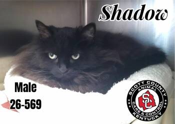 Shadow -  Domestic Long Hair Cat for Adoption in Georgetown, Kentucky - Shadow | PetCurious