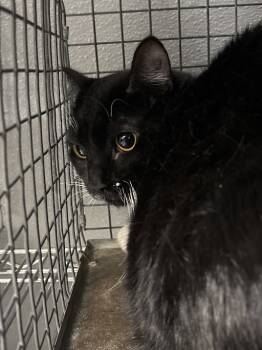 Rescue Domestic Short Hair Cats for Adoption in Las Vegas, Nevada - TAI LUNG | PetCurious