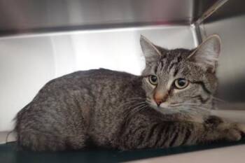 Domestic Short Hair Cats Available for Adoption in Wichita, Kansas - Sadie | PetCurious