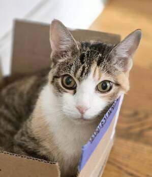 Poppy -  Calico Cat for Adoption in New York, New York - Poppy | PetCurious