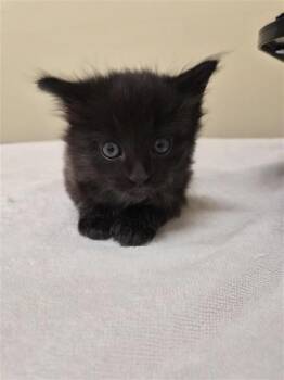 Domestic Long Hair Cats Available for Adoption in Fremont, California - A198051 | PetCurious