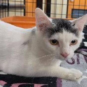 SPOT -  Domestic Short Hair Cat for Adoption in Henderson, Nevada - SPOT | PetCurious
