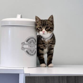Waldo -  Domestic Short Hair Cat for Adoption in Syosset, New York - Waldo | PetCurious
