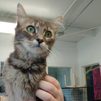 Matilda -  Domestic Long Hair Cat for Adoption in Clarksdale, Mississippi - Matilda | PetCurious