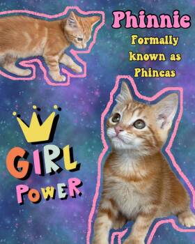 Phinnie aka Phineas -  Tabby Cat for Adoption in Pasco, Washington - Phinnie Aka Phineas | PetCurious