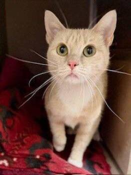 Domestic Short Hair Cats Available for Adoption - BETTY JO | PetCurious