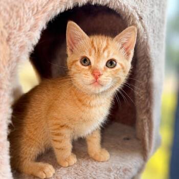 Domestic Short Hair Cats Available for Adoption in Inman, South Carolina - Frank | PetCurious